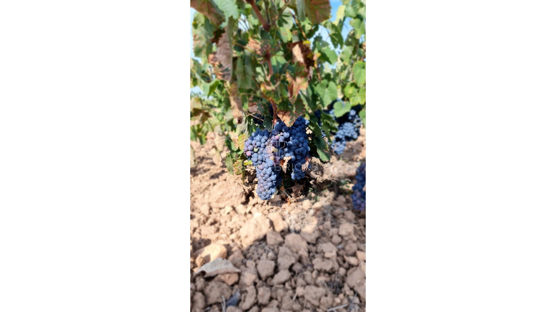  · Sprzedaż · Pinoso · Pinoso Centro