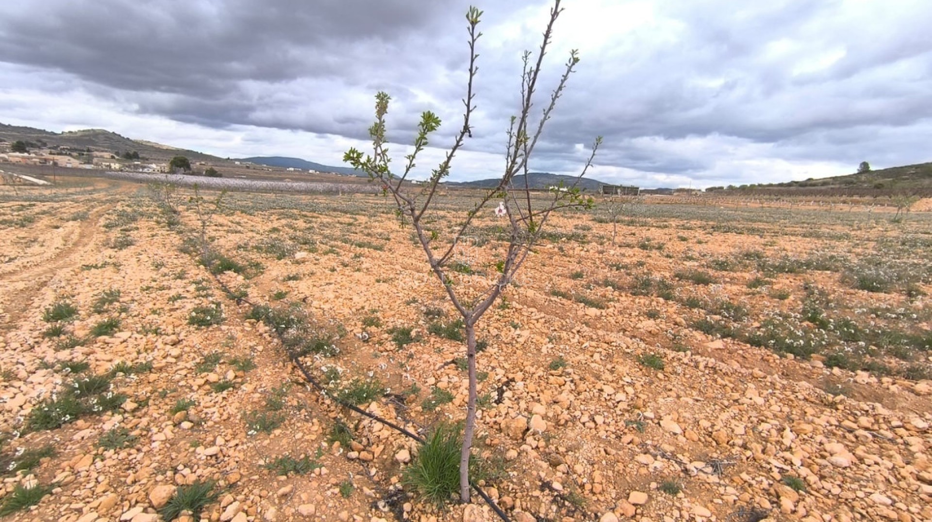  · Sprzedaż · Yecla · Raspay