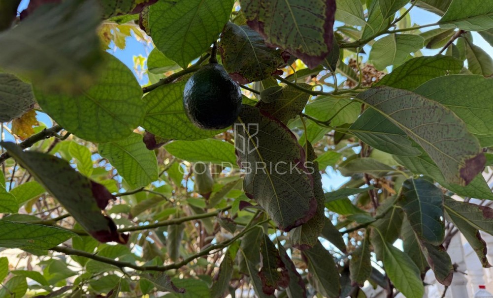 Wederverkoop ·  · Torrevieja · Torrevieja Centro