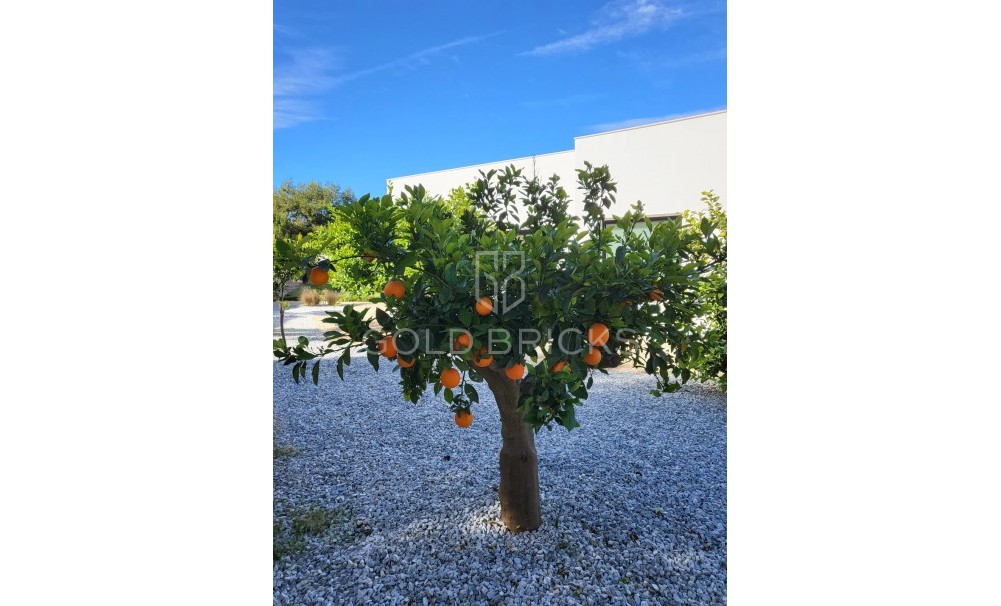 Resale ·  · Orihuela · Orihuela Centro