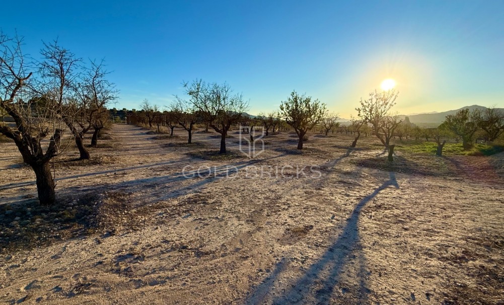 Sale · Finca / Country Property · Sax · Sax Centro