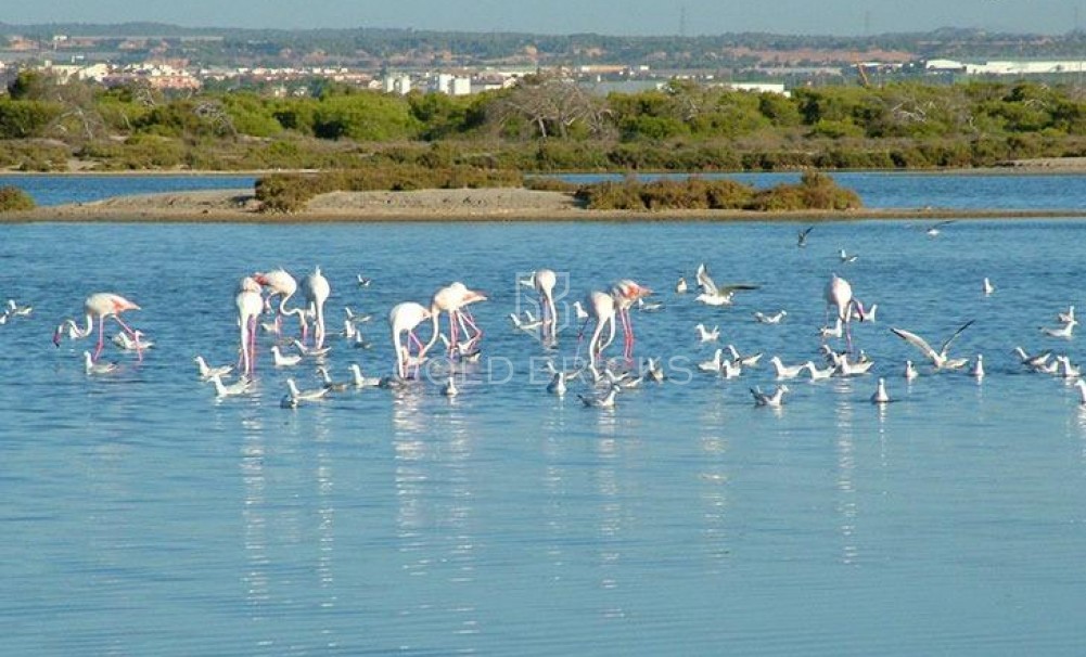 Nowa konstrukcja · Villa · San Pedro del Pinatar · Pueblo